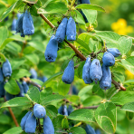 Zemolez kamčatský-Kamčatská čučoriedka (Lonicera kamtschatica) ‘BLUE FOREST’ - skorá, výška 30-50 cm, kont. C3L